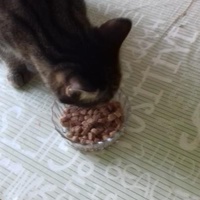 photo de livraison pour Pour l'Amour des Chats