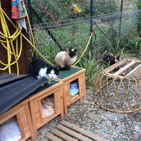 photo de livraison pour Les chats de chez nous