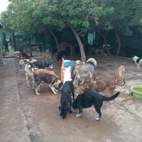 photo de livraison pour Comme Chiens et Chats Maroc
