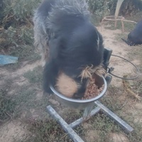 photo de livraison pour Les Oubliés du Chenil 09