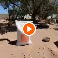 photo de livraison pour Help Adopt Moroccan Animals