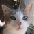 photo animal
