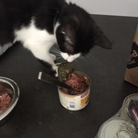 photo de livraison pour Les Chats Libres Condom 32