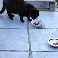 photo de livraison pour Patounes de Chats