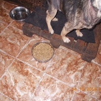 photo de livraison pour Pro Animals Finland ry