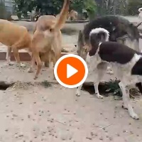 photo de livraison pour Sanctuaire de la Faune de Tanger (SFT)