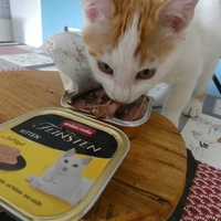 photo de livraison pour Jardin des Chats