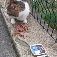 photo de livraison pour Chats cerbériens