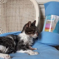 photo de livraison pour Vallée des Chats