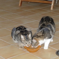 photo de livraison pour Association Des  Chats  De Hyeres