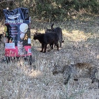 photo de livraison pour Bien vivre avec les Chats Sallélois