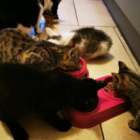 photo de livraison pour Les Chats Libres de Joinville