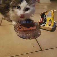 photo de livraison pour Des Cœurs pour les Pattes du 93
