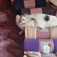 photo de livraison pour Amis de Myrtille