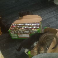 photo de livraison pour Cruzy Cat 34