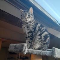 photo de livraison pour Les Amis d'Aramis