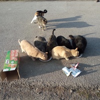photo de livraison pour Les chats Port-Saint-Louisiens