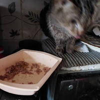 photo de livraison pour Une vie, Un chat