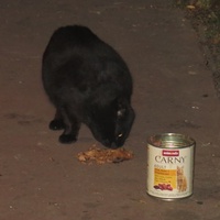 photo de livraison pour Chat Libre de l'Ile du Ramier