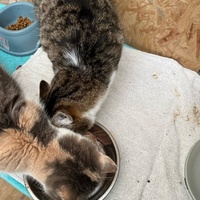 photo de livraison pour Rescapés de l'Enfer