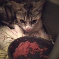 photo de livraison pour Protect Cat