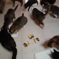 photo de livraison pour Les Amis de Michouette