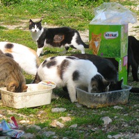 photo de livraison pour L'Ecole du Chat Libre de Berre l'Etang