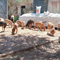 photo de livraison pour Help Adopt Moroccan Animals
