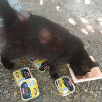 photo de livraison pour Les Chats-Pitresdelavi-Ste
