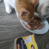 photo de livraison pour Les Pattounes de l'Espoir