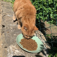 photo de livraison pour Le Chat Salonais
