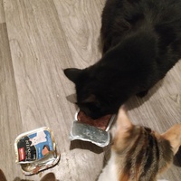 photo de livraison pour Les Pattounes de l'Espoir