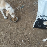 photo de livraison pour For the Strays - Paws of Greece