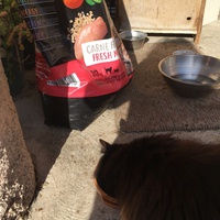 photo de livraison pour L'Ecole du Chat Istreen