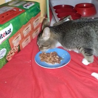 photo de livraison pour Les chats Port-Saint-Louisiens