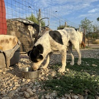 photo de livraison pour Animals voice Macedonia