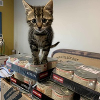 photo de livraison pour Les chats Port-Saint-Louisiens