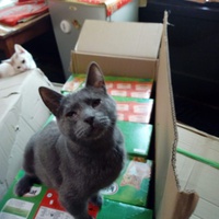 photo de livraison pour L'Arche de Marie - Mes Amours de Chats