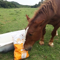photo de livraison pour Happy Horse Day