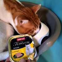 photo de livraison pour Chiens, Chats et Cie