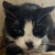 photo animal