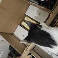 photo de livraison pour Les Chats de Dugny