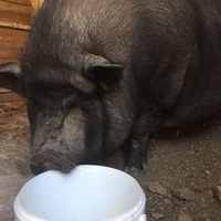 photo de livraison pour La Ferme des Zanimobiles