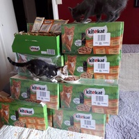 photo de livraison pour Vos Pattes entre nos Coeurs