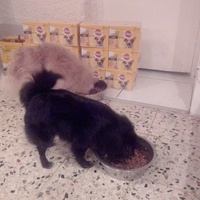 photo de livraison pour Ulyan