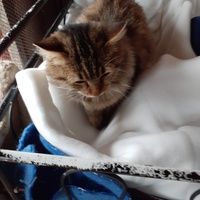 photo de livraison pour Chats Libres de Béziers