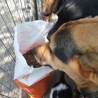 photo de livraison pour Europe4strays