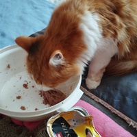 photo de livraison pour Cat Miaou