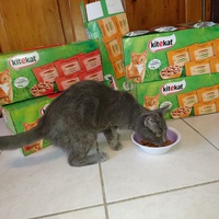 photo de livraison pour Jardin des Chats