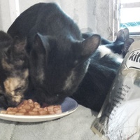 photo de livraison pour Bien vivre avec les Chats Sallélois